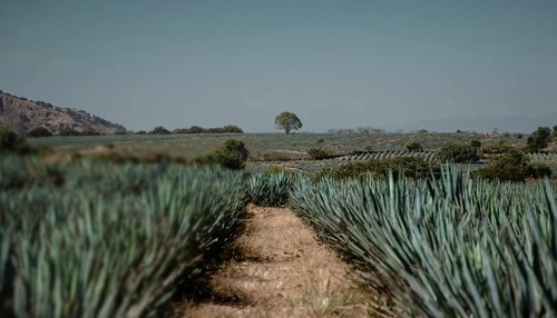 Imagen panorámica de campo de agave en México